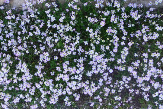 louloudia